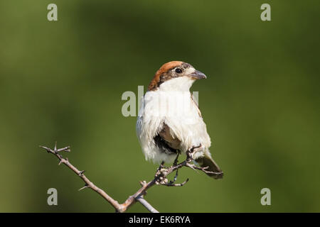 Woodchat Shrike (Lanius senator), femelle adulte avec plaque incubatrice perché sur des rameaux, Bulgarie, Europe Banque D'Images