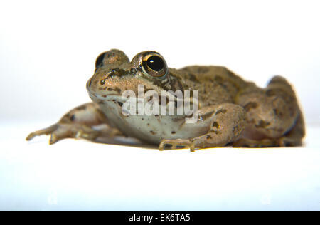 Perez Pelophylax perezi ou la grenouille se trouve dans le sud de la France Portugal Espagne et deux sites au Royaume-Uni, en Espagne, c'est Banque D'Images