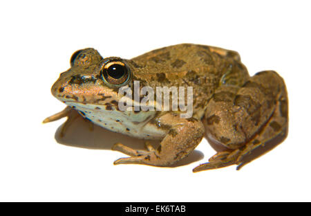 Perez Pelophylax perezi ou la grenouille se trouve dans le sud de la France Portugal Espagne et deux sites au Royaume-Uni, en Espagne, c'est Banque D'Images