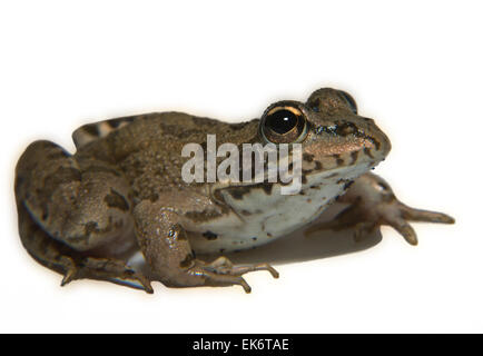 Perez Pelophylax perezi ou la grenouille se trouve dans le sud de la France Portugal Espagne et deux sites au Royaume-Uni, en Espagne, c'est Banque D'Images