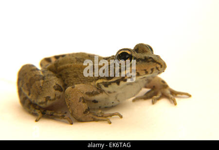 Perez Pelophylax perezi ou la grenouille se trouve dans le sud de la France Portugal Espagne et deux sites au Royaume-Uni, en Espagne, c'est Banque D'Images