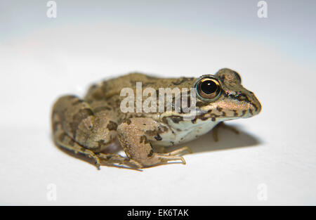 Perez Pelophylax perezi ou la grenouille se trouve dans le sud de la France Portugal Espagne et deux sites au Royaume-Uni, en Espagne, c'est Banque D'Images