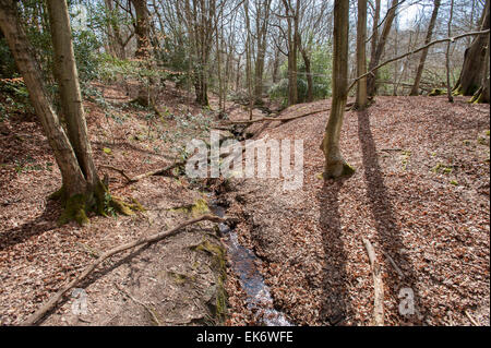 Petit ruisseau qui traverse la forêt d'Ashdown dans l'East Sussex, Angleterre, Royaume-Uni. Banque D'Images