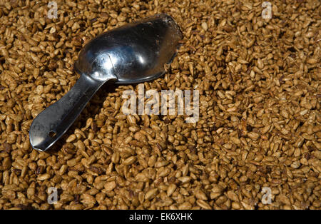 Graines de tournesol enrobées de caramel, Badajoz, Espagne Banque D'Images