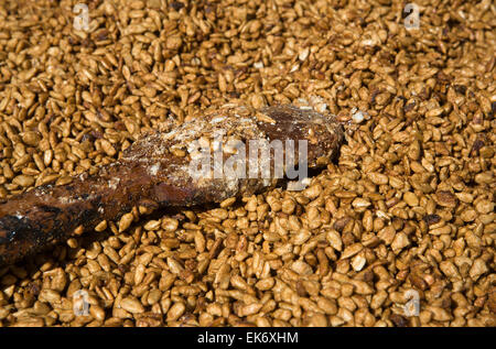 Graines de tournesol enrobées de caramel, Badajoz, Espagne Banque D'Images