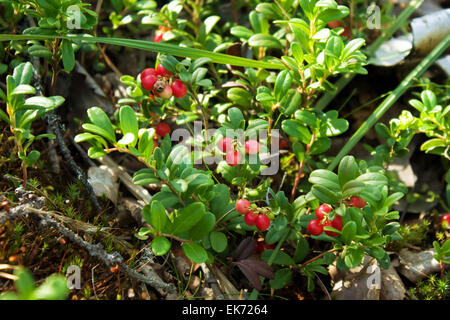 Baie de cowberry mûre juteuse sur la brousse sous la lumière du soleil d'été vue rapprochée Banque D'Images