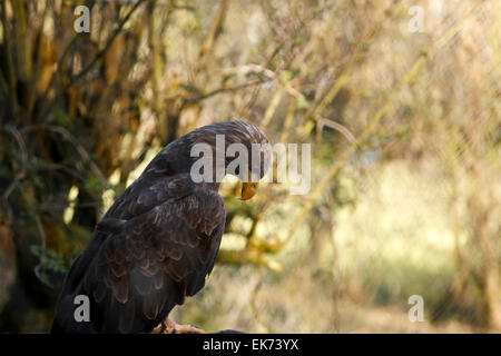 Close up of a Sea Eagle. Banque D'Images