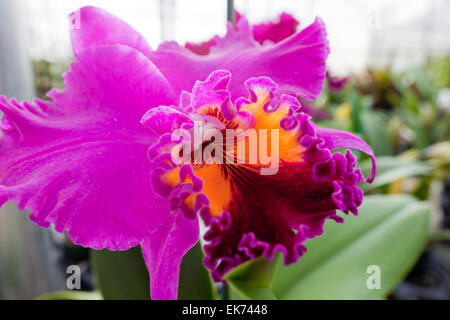 Orchidée fleur poussant sur pierre de lave. Big Island, Hawaii Banque D'Images