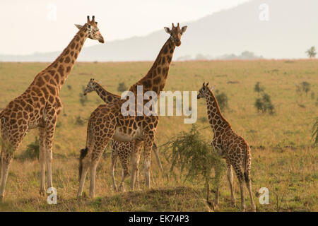 Famille girafe au Parc National de Kidepo Valley dans le Nord de l'Ouganda, l'Afrique de l'Est Banque D'Images