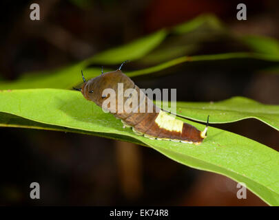 Caterpillar d'un triangle vert (papillons Graphium macfarlanei), Fitzroy Island, Queensland, Australie Banque D'Images