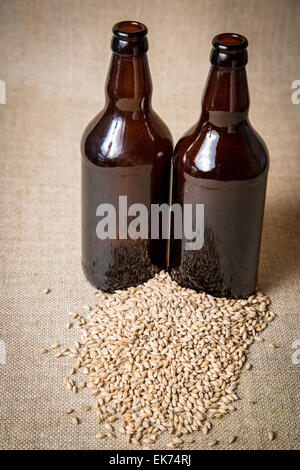 Golden Promise malt. Banque D'Images