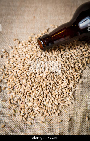Golden Promise malt. Banque D'Images