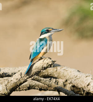 Sacred Kingfisher (Todiramphus sanctus), Queensland, Australie Banque D'Images