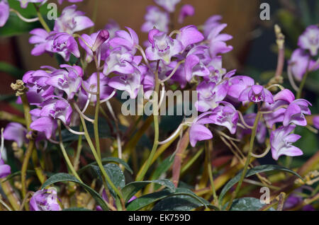 Rock Rose ou le capitaine d'Orchidées Dendrobium du roi - Dendrobium kingianum Banque D'Images