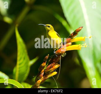 Femme Yellow-bellied Sunbird ou olive (Nectarinia Souimanga à dos jugularis ou Chalcomitra jugularis) perching on fleurs, Queensland, Australie Banque D'Images