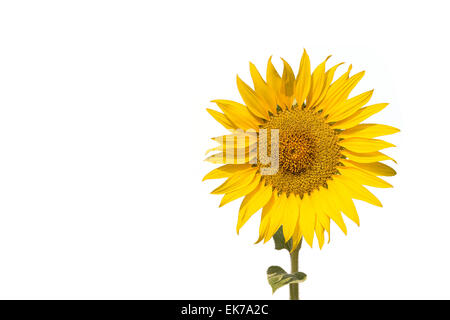 Le tournesol isolé sur fond blanc Banque D'Images