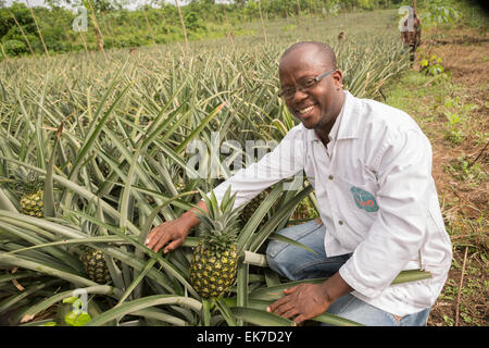 Producteur d'ananas du commerce équitable à Grand Bassam, Côte d'Ivoire, Afrique de l'Ouest. Banque D'Images