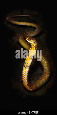 King Cobra Ophiophagus hannah sa tête soulevée spreaded haut hood Inde Banque D'Images