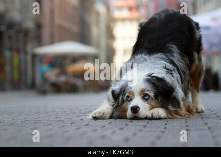 Berger Australien miniature chien adulte bleu merle square la ville de Leipzig Sachsen Allemagne Banque D'Images