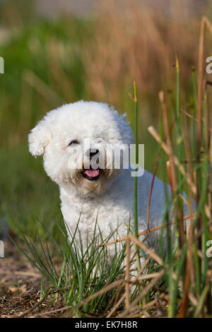 Bichon Frise chien adulte assis entre les branches de l'Allemagne Banque D'Images