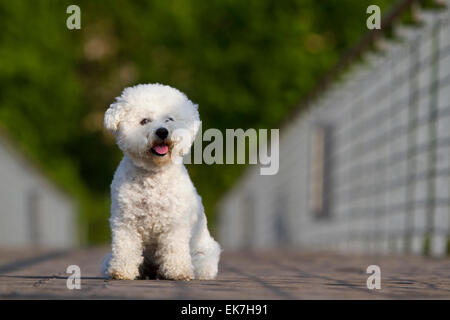 Bichon Frise hot dog sitting path Allemagne Banque D'Images