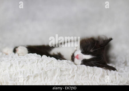 European Shorthair noir et blanc chaton dormir couverture blanche studio photo Banque D'Images