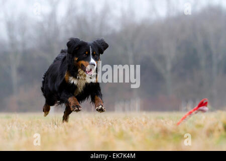 Chien de race mixte bernois x ? Courir vers l'herbe jouet Allemagne Banque D'Images