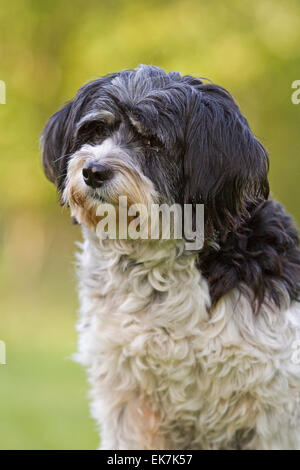 Chien de race mixte Terrier tibétain x ? Portrait de chien adulte Allemagne Banque D'Images