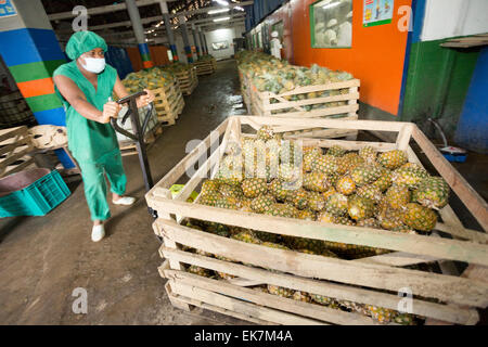 Processeur d'ananas du commerce équitable / producteur à Grand Bassam, Côte d'Ivoire, Afrique de l'Ouest. Banque D'Images