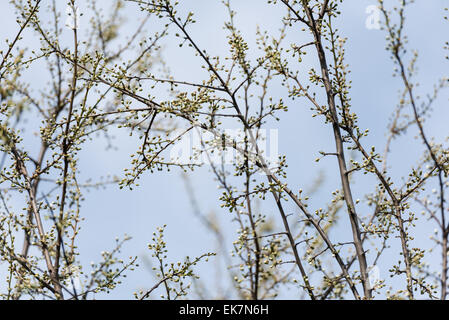 Les bourgeons des arbres au printemps Banque D'Images