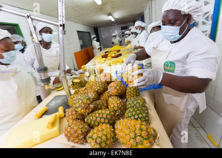 Processeur d'ananas du commerce équitable / producteur à Grand Bassam, Côte d'Ivoire, Afrique de l'Ouest. Banque D'Images