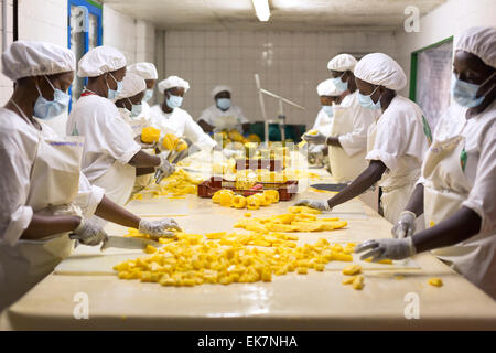 Processeur d'ananas du commerce équitable / producteur à Grand Bassam, Côte d'Ivoire, Afrique de l'Ouest. Banque D'Images