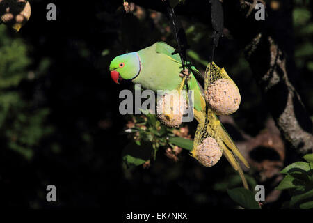 Rose Perruche Perruche à collier Psittacula krameri de fat-bac d'alimentation individuelles Allemagne Banque D'Images