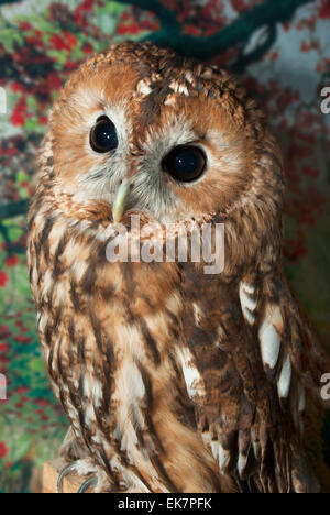 Owl Chouette hulotte (Strix) Banque D'Images