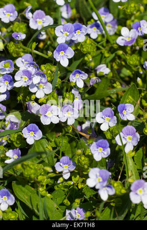 Fleurs de la masse, Veronica filiformis véronique svelte, naturalisé UK wildflower. Banque D'Images