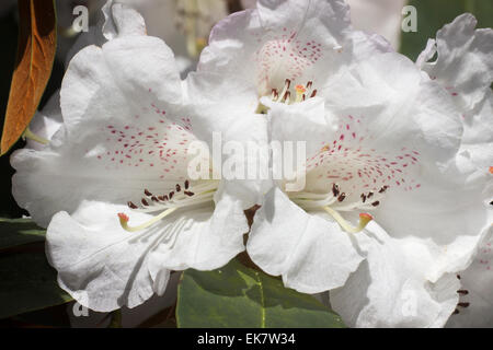 Près du livre blanc des fleurs de Rhododendron campanulatum Avril Banque D'Images