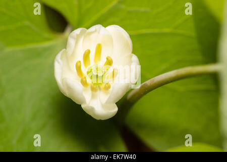 Close up de fleur de la plante forestiers hardy, Jeffersonia diphylla Banque D'Images