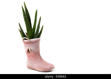 Cactus dans vieux chaussures de pluie, recycler isolé sur fond blanc Banque D'Images