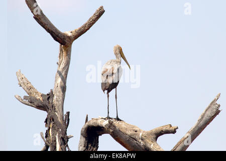 Une cigogne à bec jaune, Mycteria ibis, pearched sur un arbre mort dans le Parc National du Serengeti, Tanzanie Banque D'Images