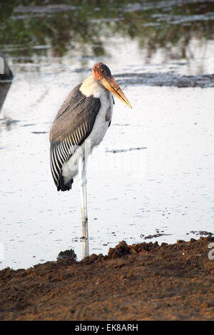 Un marabou stork, crumenifer Flamant rose (Phoenicopterus ruber, dans les eaux peu profondes d'un lac, dans le Parc National du Serengeti, Tanzanie Banque D'Images