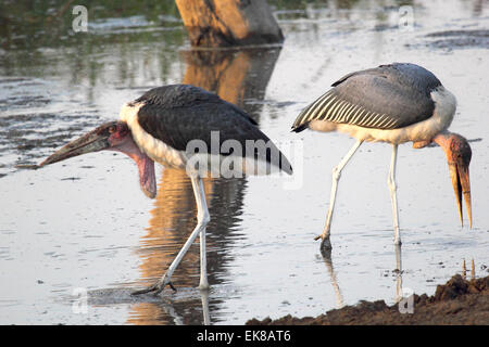 Un couple de Flamant rose (Phoenicopterus ruber crumenifer marabout africain, dans un lac peu profond dans le Parc National du Serengeti, Tanzanie Banque D'Images