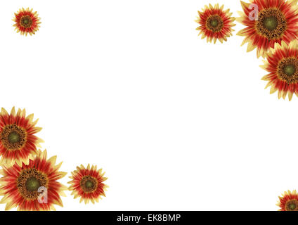 Abstract border, fleurs, fond blanc Banque D'Images