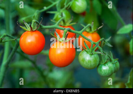 Plant de tomate cerise Banque D'Images