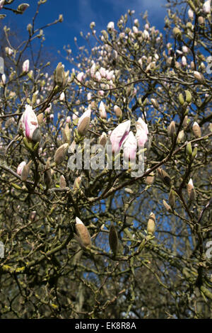 Un magnolia à propos de fleur en avril dans le Suffolk, Angleterre Banque D'Images