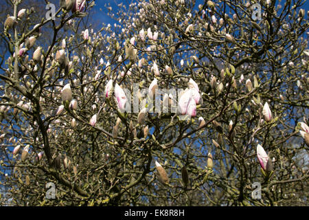 Un magnolia à propos de fleur en avril dans le Suffolk, Angleterre Banque D'Images