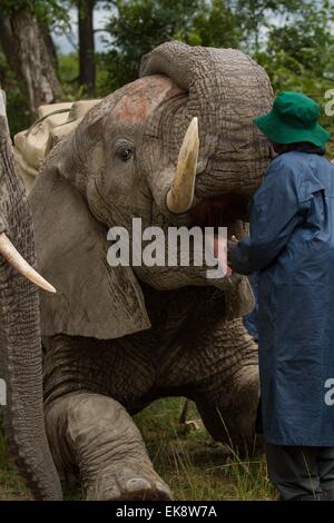 Harare, Zimbabwe. Apr 7, 2015. Éléphant mâle 'Boxer' demande à son conducteur pour l'alimentation lors d'un programme d'interaction de l'éléphant à un parc de jeux dans la région de Selous, 70 km de Harare, capitale du Zimbabwe, le 7 avril 2015. Accueil à autour de 80 000 à 100 000 de 1964, le Zimbabwe est considéré comme l'un des sanctuaires de l'éléphant premier. Les groupes de défense des droits des animaux proposer le développement de l'écotourisme qui génèrent des revenus du tourisme et de l'aide à la faune la réserve de leur zone de confort en même temps. © Xu Lingui/Xinhua/Alamy Live News Banque D'Images
