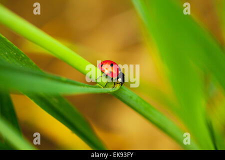 Ladybug on grass Banque D'Images