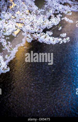Fleur de cerisier,rivière Meguro Tokyo,Japon,,Meguro-Ku Banque D'Images