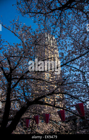 Fleur de cerisier,rivière Meguro Tokyo,Japon,,Meguro-Ku Banque D'Images