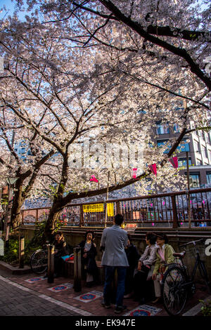 Fleur de cerisier,rivière Meguro Tokyo,Japon,,Meguro-Ku Banque D'Images